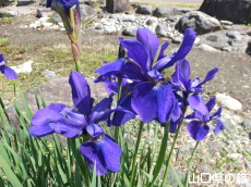 ���Â݌����̃A����