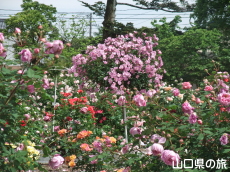 吉香薔薇園