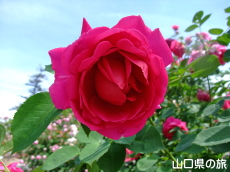 �g���K�N��