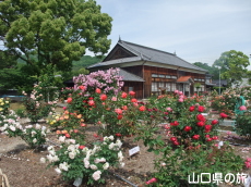 吉香薔薇園