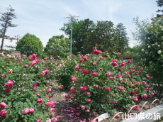 吉香薔薇園