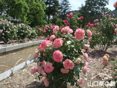 吉香薔薇園