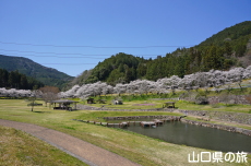 ���_���Ȃ��ݍL��̍�