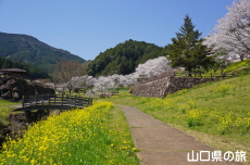 明神原なごみ広場の桜