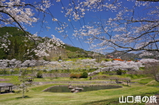 ���_���Ȃ��ݍL��̍�