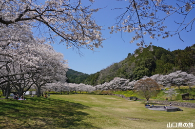 明神原なごみ広場の桜