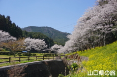 ���_���Ȃ��ݍL��̍��ƍ؂̉�