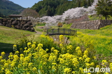 明神原なごみ広場の桜と菜の花