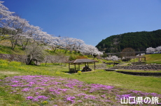 ���_���Ȃ��ݍL��̎ō�