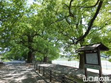 �쉺�̃N�X�m�L�����Q�y�у��N�m�L����