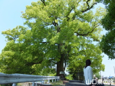 �쉺�̃N�X�m�L�����Q�y�у��N�m�L����