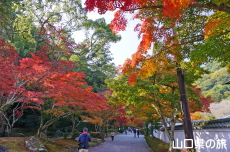 紅葉谷公園