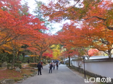 紅葉谷公園の紅葉