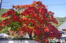紅葉谷公園の紅葉