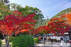 紅葉谷公園の紅葉