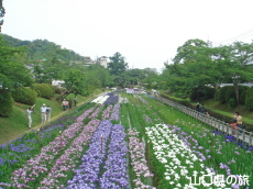 吉香花菖蒲園