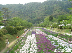 吉香花菖蒲園