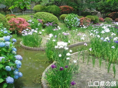 城山花菖蒲園