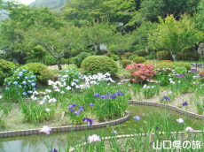 城山花菖蒲園