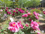 �g�����O��