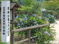 吉香公園のエンジュ