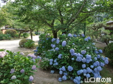 吉香公園の紫陽花