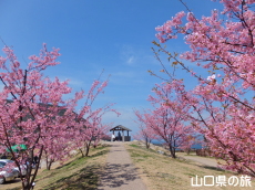 上関城山歴史公園の河津桜