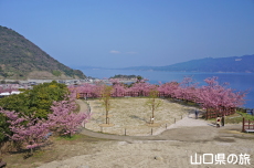 上関城山歴史公園の河津桜