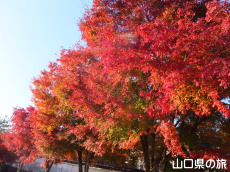 �����ʂ�̍g�t