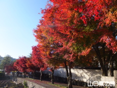 �����ʂ�̍g�t