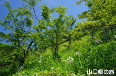 �V�_�R�����̃T�T����