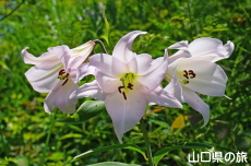 �V�_�R�����̃T�T����