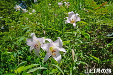 �V�_�R�����̃T�T����