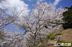 �V�_�R�����̍�