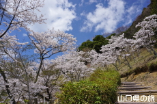 �V�_�R�����̍�