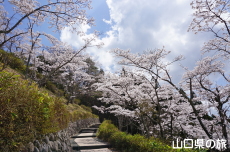 �V�_�R�����̍�