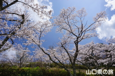 �V�_�R�����̍�