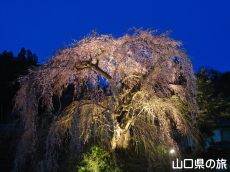 �e���������C�g�A�b�v