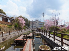 �����ʂ�̎}����