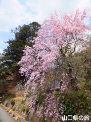 �����ʂ�̎}����