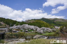 �ΑD����̍�