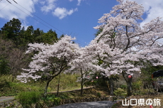 �ΑD����̍�