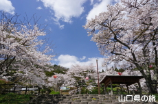 �ΑD����̍�