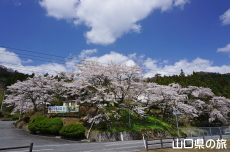 �ΑD����̍�