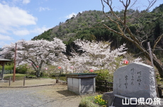 �ΑD����̍�