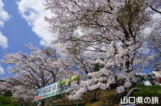 �ΑD����̍�