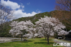 �����炬�p�[�N�̎Ő��L��