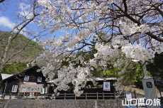 �����炬�p�[�N�̎Ő��L��