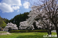 �����炬�p�[�N�̎Ő��L��