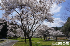 �����炬�p�[�N�̎Ő��L��